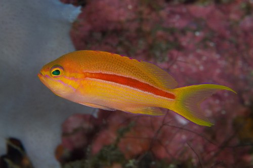 Redstripe Anthias