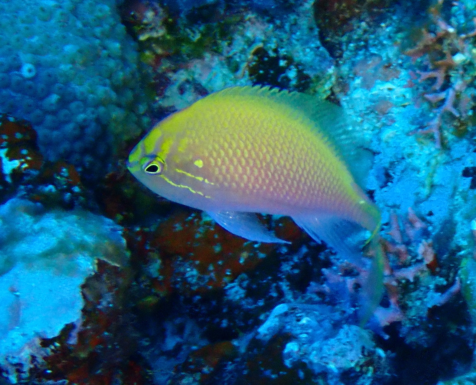 Latus Anthias