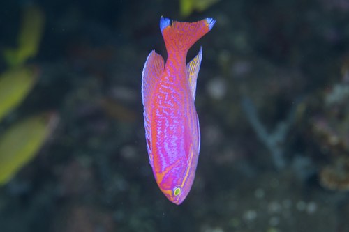 Bimaculatus Anthias (Female)