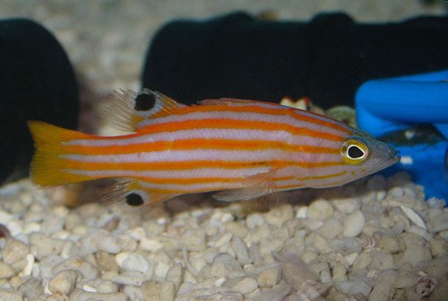 Swalesi Basslet