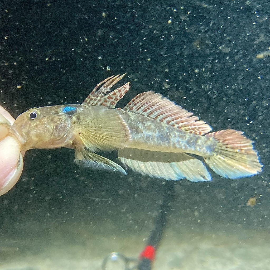Tangaroa Goby