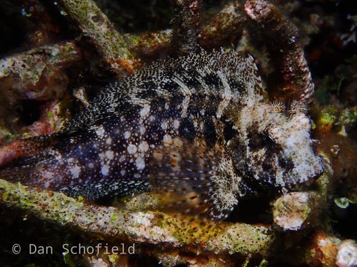 Seram Blenny