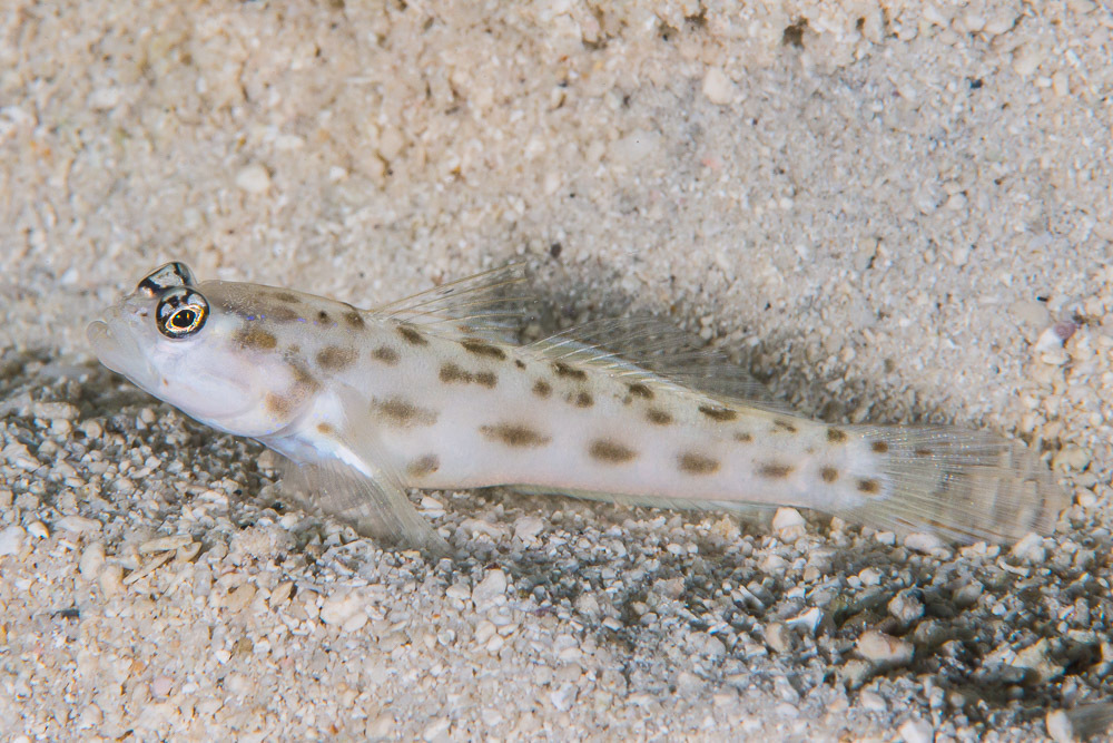 Yasha Goby