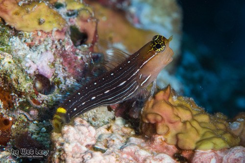 Whitelined Blenny