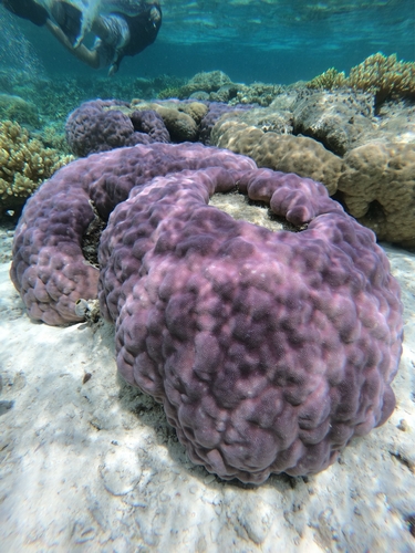 Yellow Porites Corals