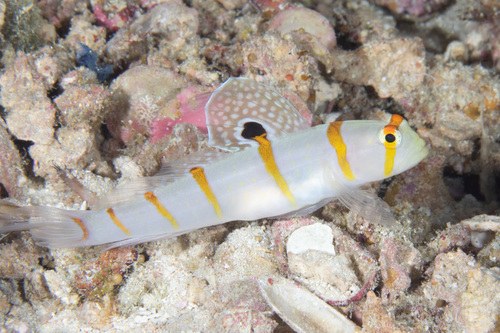 Orange Stripe Goby