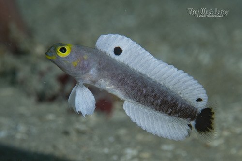 Yellow Jawfish