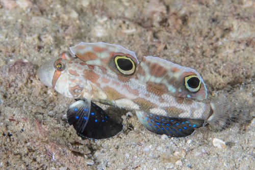Two Spot Goby