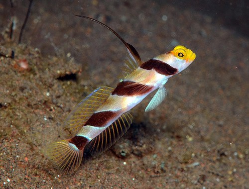 Yellowrose Goby