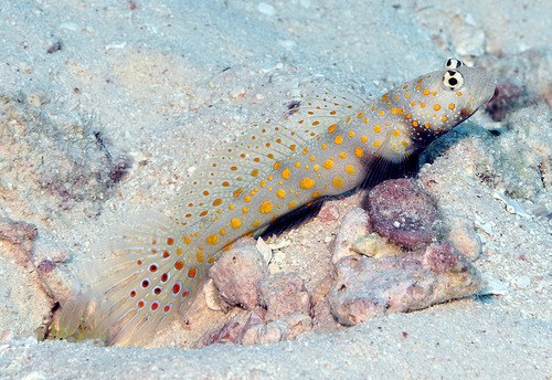 Orange-spotted Prawn Goby