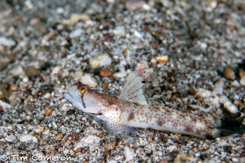 Tomiyama's Goby