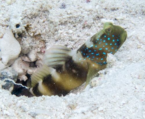 Y-Bar Shrimp Goby