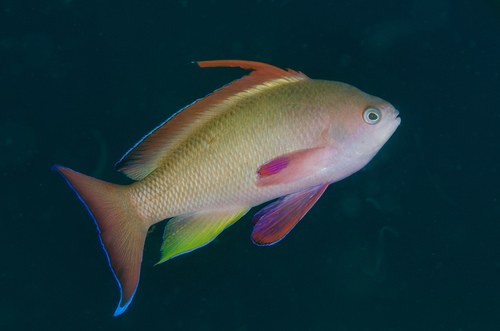 Dispar Anthias
