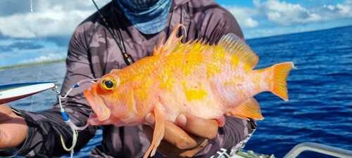 Geometric Flame Basslet