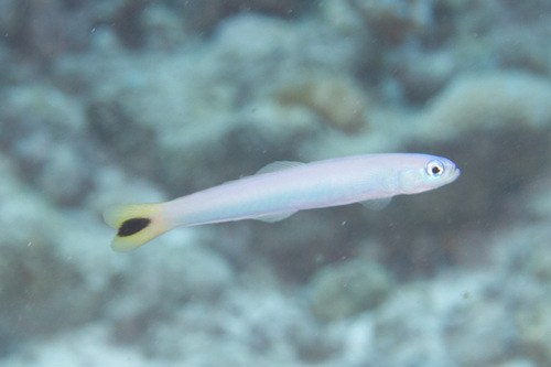 Spot-Tail Hovergoby