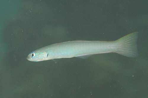 Green-Eyed Dart Goby