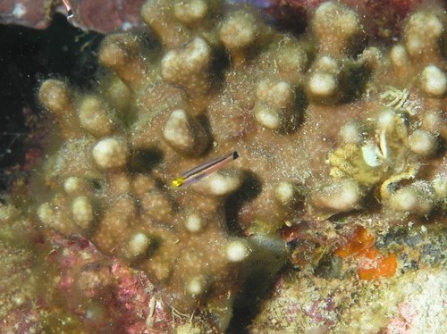 Dwarf Dartfish