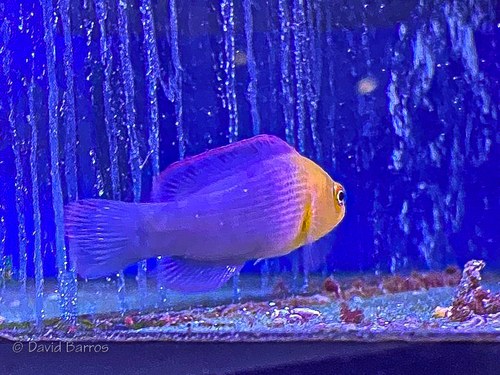 Allen's Dottyback