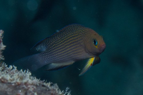 Longfin dottyback