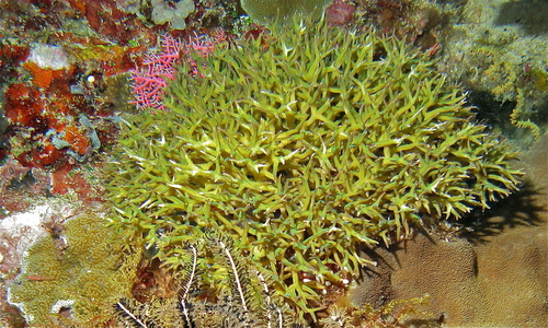 Yellow Bird`s Nest Coral