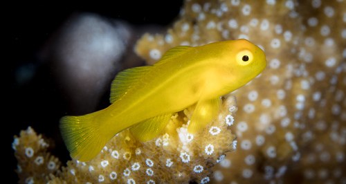 Yellow Clown Goby