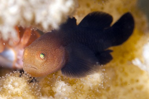 Warthead Goby
