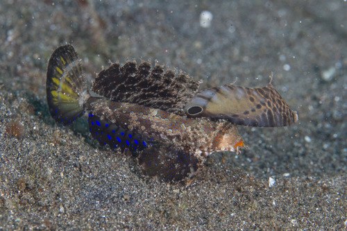 Fingered Dragonet