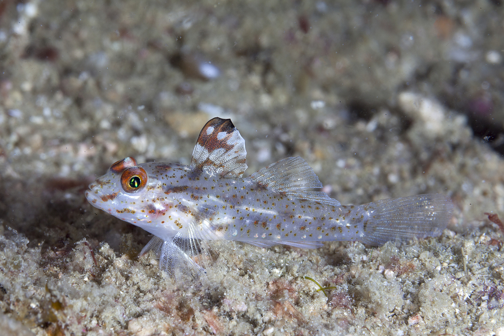 Fuse Goby