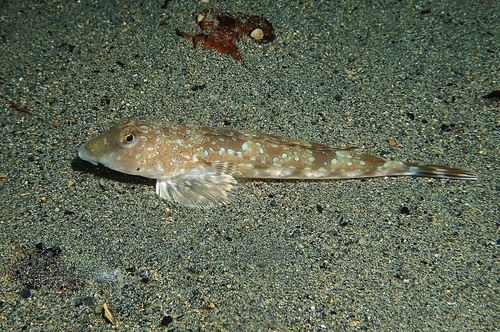 Tobinumeri Dragonet