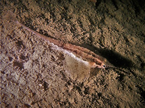 Longtail seamouth