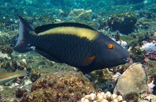 Bicolor Parrotfish