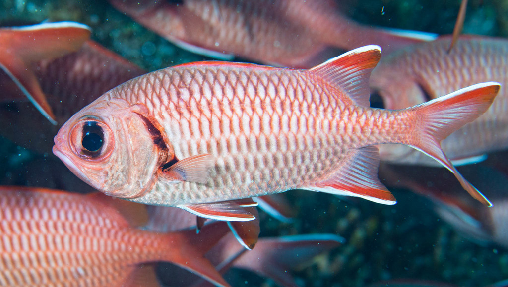 Big-eye Squirrelfish