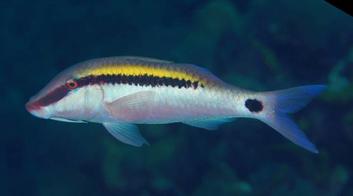 Dash-Dot Goatfish