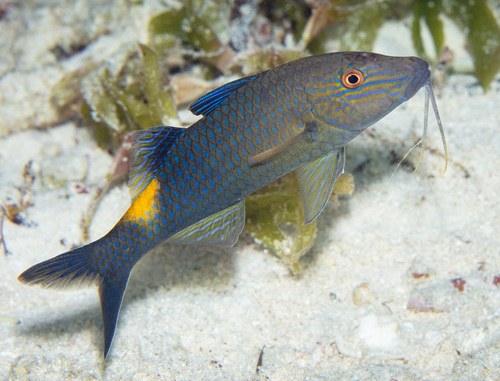 Yellow Goatfish