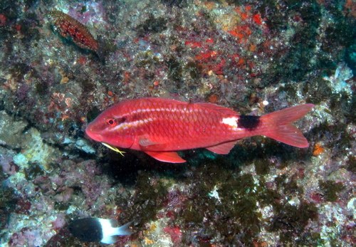 Black-Spot Goatfish