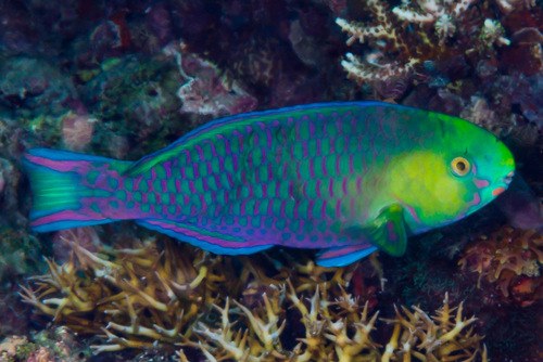 Assorted Parrotfish