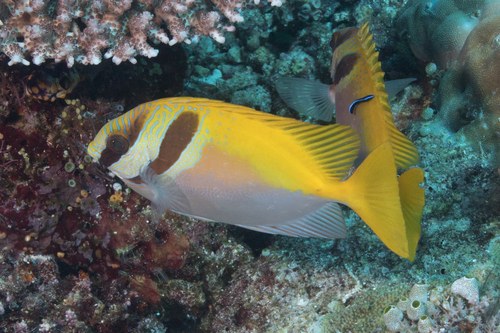 Barred Rabbitfish