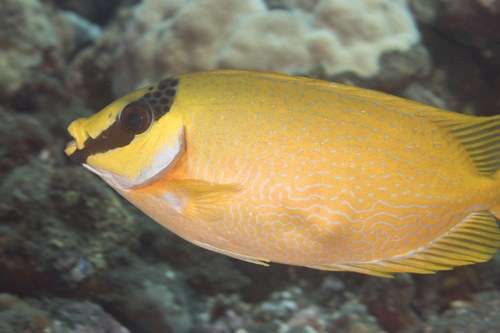 Decorated Spinefoot