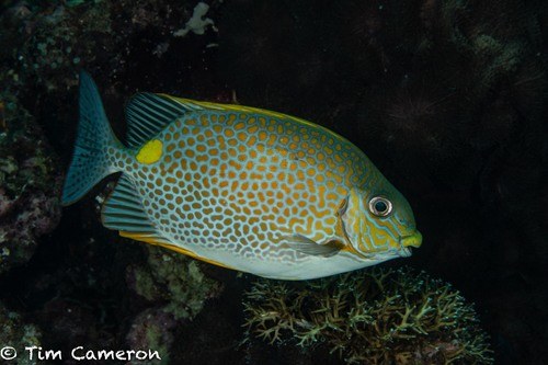 Bluespotted Spinefish