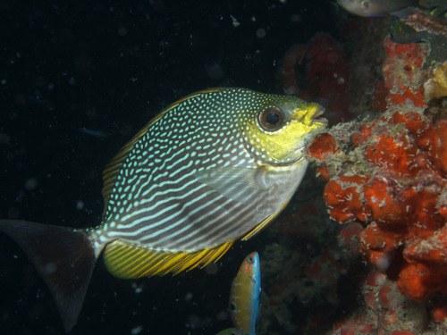 Streaked Spinefoot