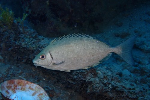 White-spotted Spinefoot