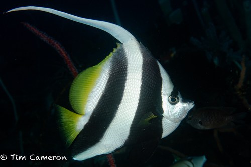Long-fin Bannerfish