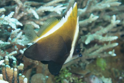 Hump-Head Bannerfish