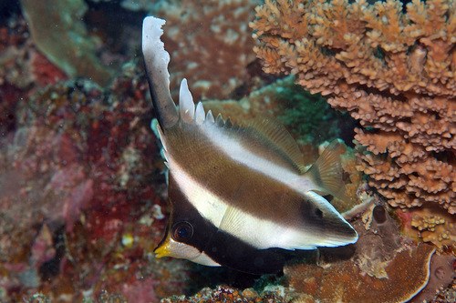 Three-Banded Bullfish