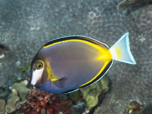 Yellow Japonicus Surgeon