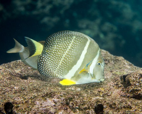 Pearl (Mustard) Surgeonfish