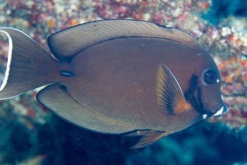 Tristis Surgeonfish
