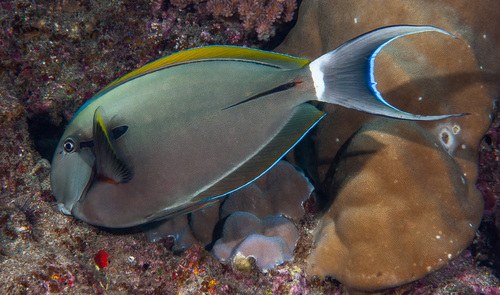 Brown Eared Surgeonfish