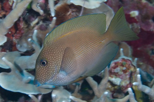 Short-Tail Bristle Tooth