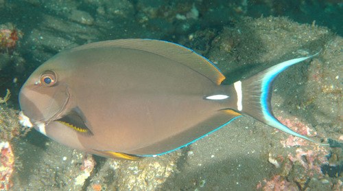 Palelipped Surgeonfish
